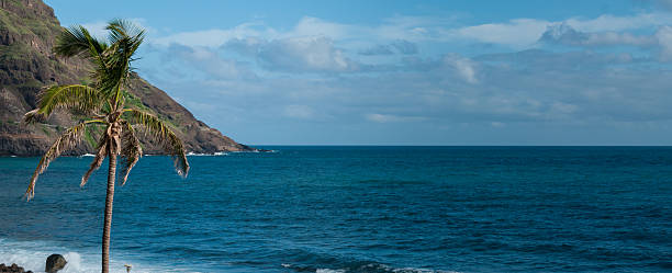 istock Palm tree in front of black rock stone beach coast 503458988