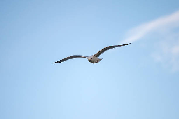 larus michahellis (gaivota)-escócia - michahellis - fotografias e filmes do acervo