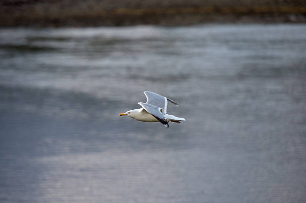 larus michahellis (gaivota)-escócia - michahellis - fotografias e filmes do acervo