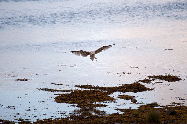 larus michahellis (gaivota)-escócia - michahellis - fotografias e filmes do acervo