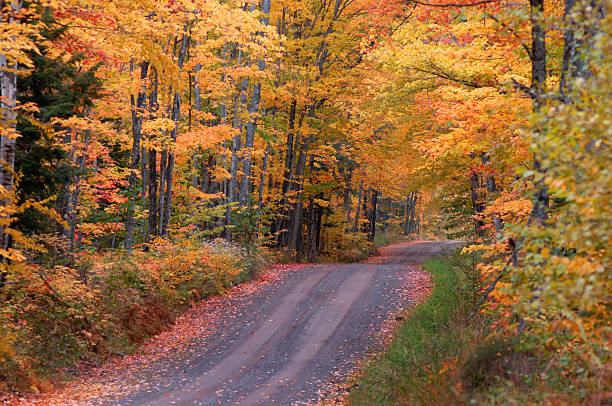 istock Autumn on Tunnel Road 503459910