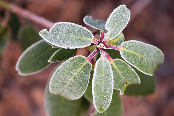 istock Rhododendron with frosted leaves in winter 503460650