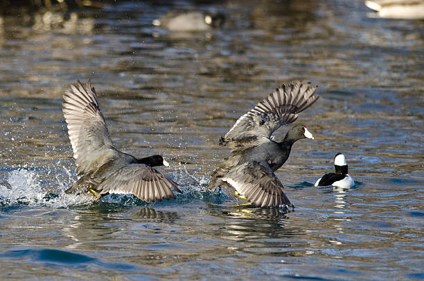 istock Angry American Coot on the Attack 503460896