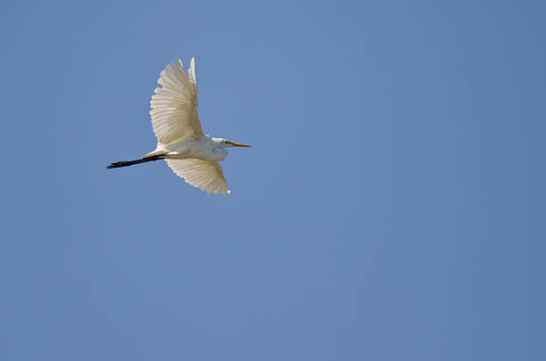 istock Great Egret Flying in a Blue Sky 503460958