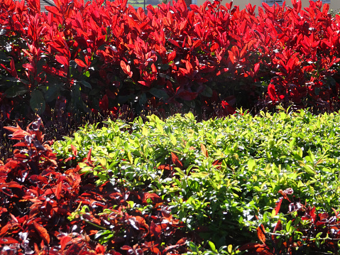 Photo showing the bright red spring shoots of some photinia x fraseri 'Red Robin' shrubs, which have been backlit by the sunshine and are especially colourful.