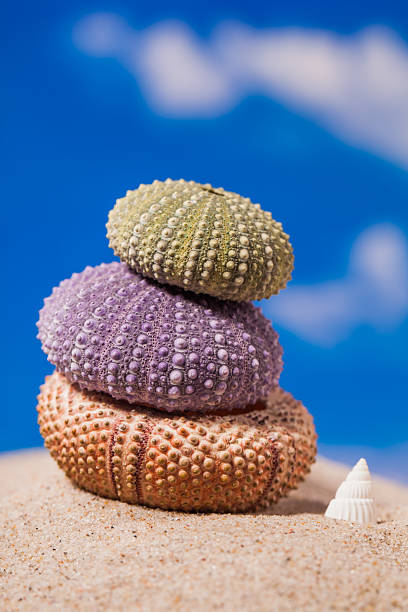 istock Sea shells on sand and blue sky 503463788
