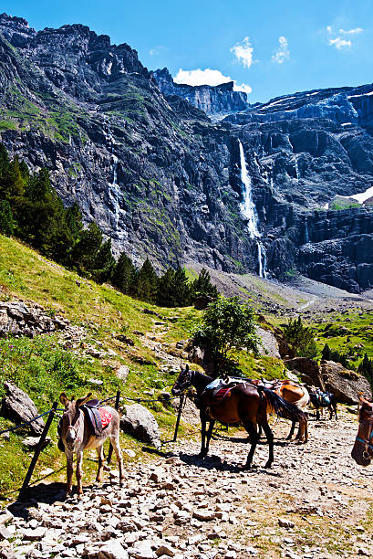 Ass and Horses in approach to Gavarnie Circus in Pyrenees Ass and Horses in approach to Gavarnie Circus in French Pyrenees, famous waterfall Grande Cascade de Gavarnie is at background, Hautes-Pyrenees, France gavarnie stock pictures, royalty-free photos & images