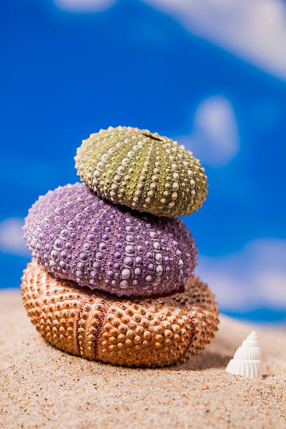 istock Sea Hedgehog shells isolated on  sand and blue sky Background 503464168