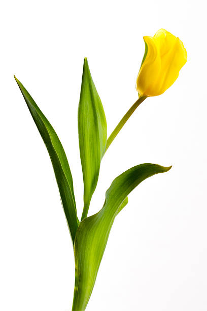 istock yellow tulips on a white background 503464238