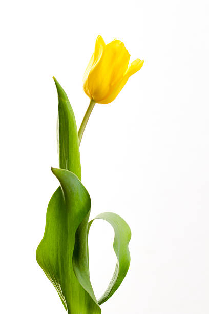 istock yellow tulips on a white background 503464440