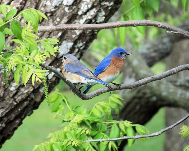 istock Male and Female Bluebirds 503465876