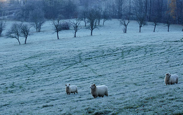 ovelhas no inverno - winter farm vibrant color shadow imagens e fotografias de stock