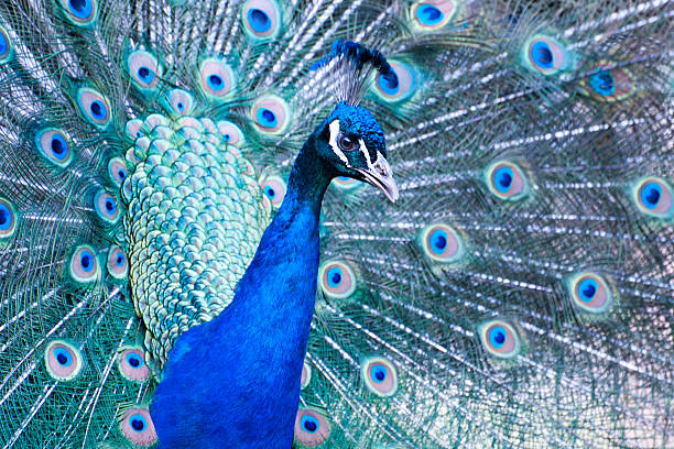 istock Peacock male - Pavo cristatus 503466102