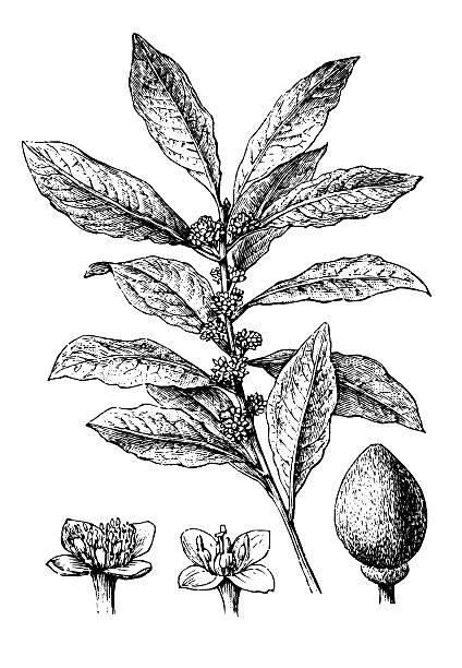 앤틱형 일러스트레이션 bay laurel, 달콤함 만 (bay laurel, laurus nobilis - magnolia fruit sweet magnolia evergreen tree stock illustrations