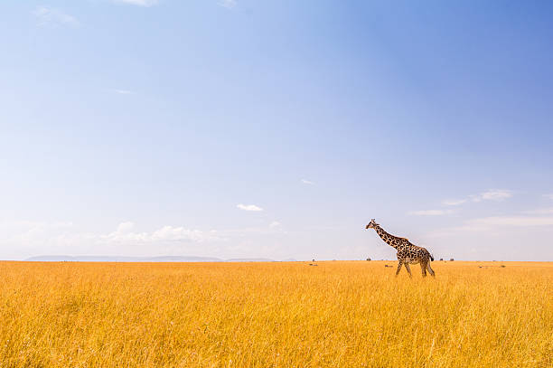 istock Giraffe in the Masai Mara 503467802
