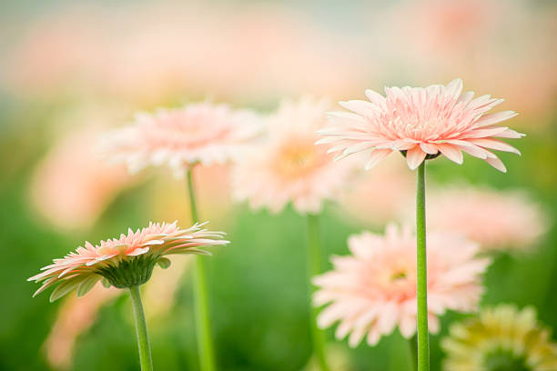 Beautiful gerbera flower on the outdoor garden Beautiful gerbera flower on the outdoor garden white gerbera daisy stock pictures, royalty-free photos & images
