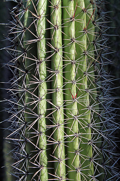 istock Closeup of a Cactus 503481382