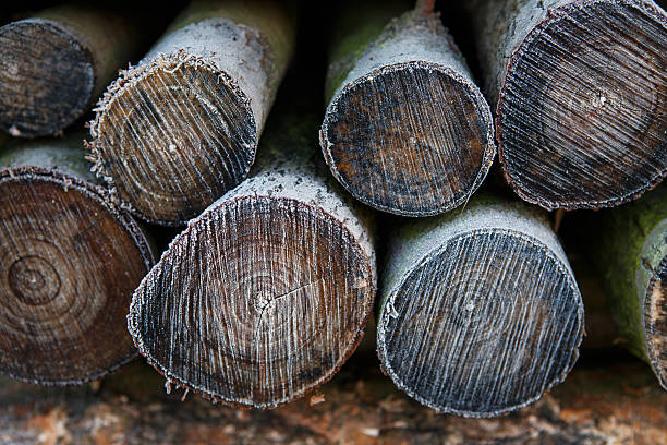 Frost on a pile of firewood