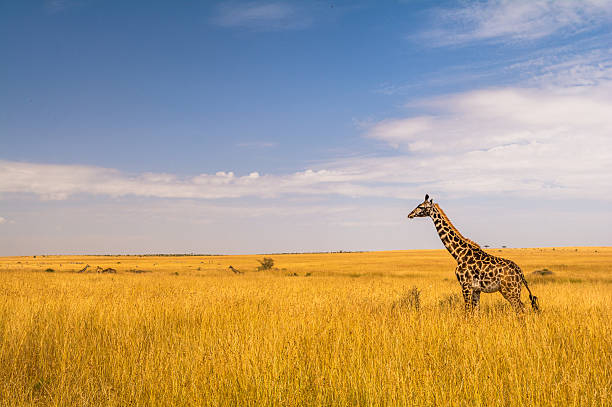 eine giraffa in der masai mara - masai giraffe foto e immagini stock