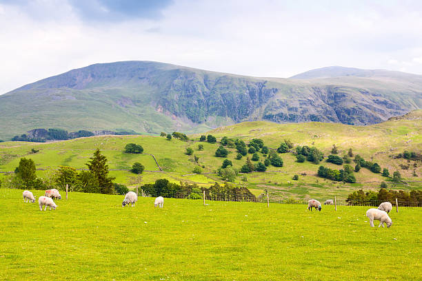 istock Sheeps Grazing Amid Meadows and Mountains, Lake District, England. 503483890