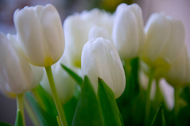 istock Close up colorful beautiful tulips 503483930