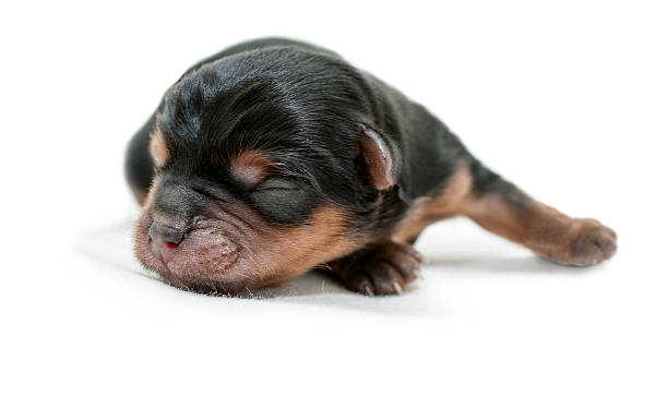 Newborn puppy Newborn yorkshire  puppy isolated on white background newborn yorkie puppies stock pictures, royalty-free photos & images