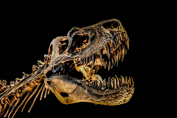 t-rex esqueleto - dinosaur fossil tyrannosaurus rex animal skeleton fotografías e imágenes de stock