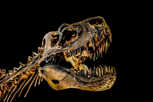 Isolated tyrannosaurus rex skeleton on black background.