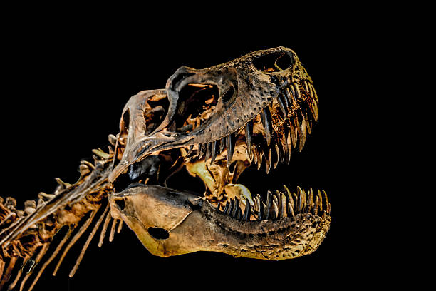 t-rex skeleton - fossil стоковые фото и изображения