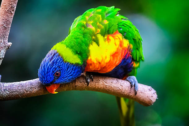 istock Cute little Rainbow Lorikeet 503484358