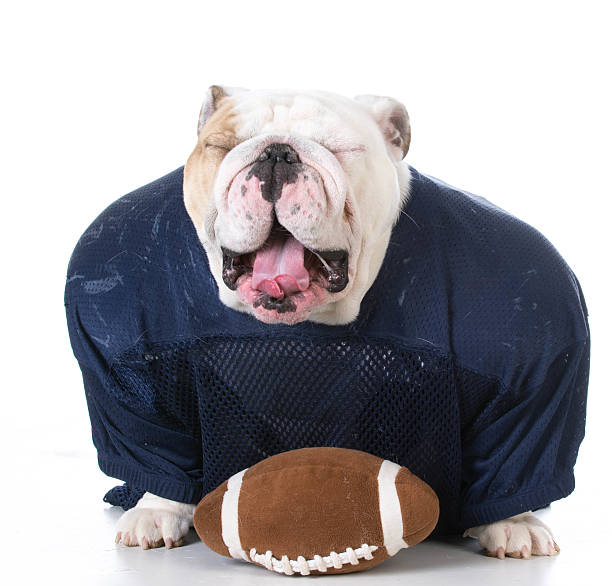 istock bulldog football player 503484938
