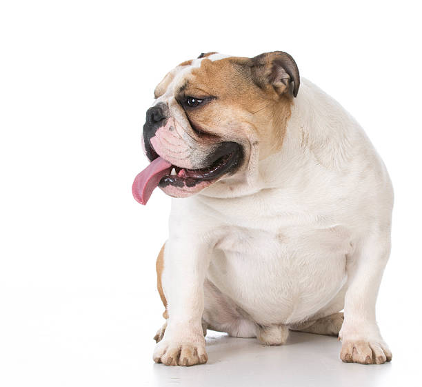 istock english bulldog sitting 503484972