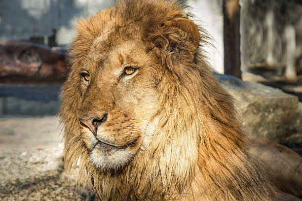 istock Lion Portrait, Color Image 503485170