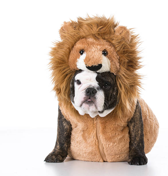 istock puppy wearing costume 503485320