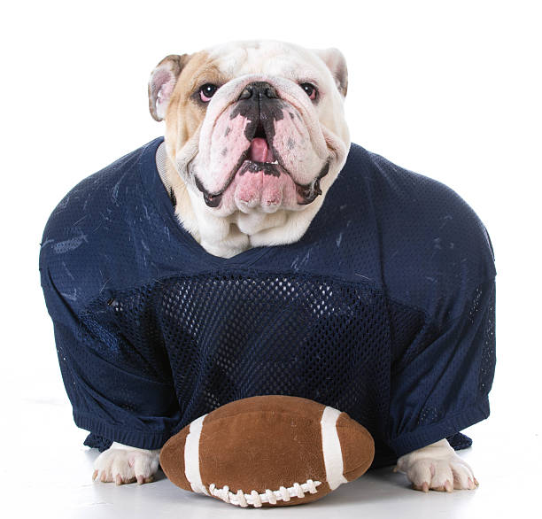 istock dog dressed like football player 503485332