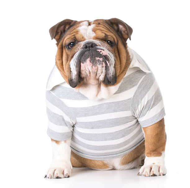 istock male bulldog 503485498