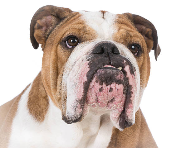 istock bulldog portrait 503485554