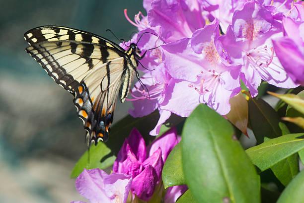 hermosa mariposa tigre del este de feeds sobre púrpura rododendro. - insect fly animal eye single flower fotografías e imágenes de stock