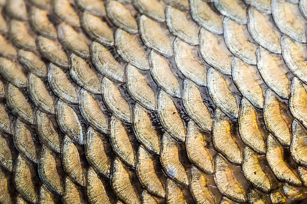 istock Carp fish scales grunge texture 503486266