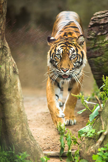 istock Closeup of a Siberian tiger 503486382