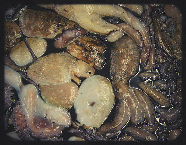 caixa cheia de pesca de polvo no mercado do pescado: - tentacular imagens e fotografias de stock