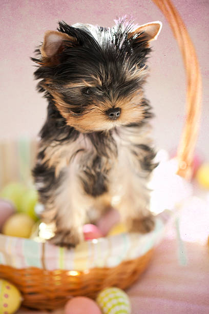 Yorkie Puppy in an Easter Basket with Easter Eggs on a Pink Textured Background