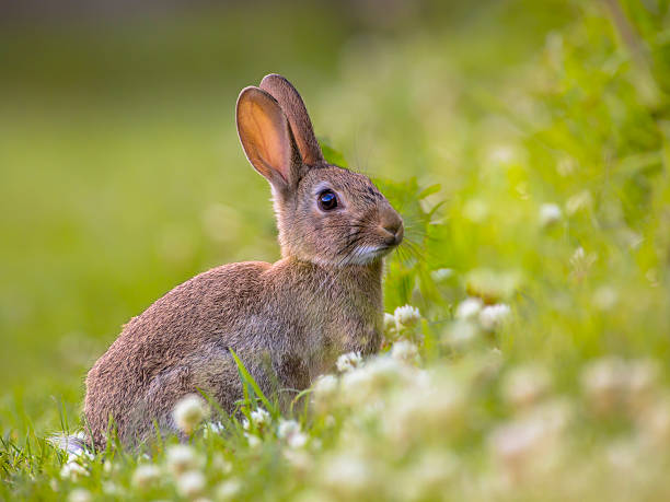 wild europeo di coniglio guardando - wild rabbit foto e immagini stock