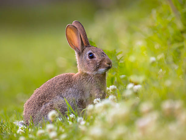 Watching Wild European rabbit European Wild rabbit (Oryctolagus cuniculus) in lovely green vegetation surroundings with white flowers animals in the wild stock pictures, royalty-free photos & images