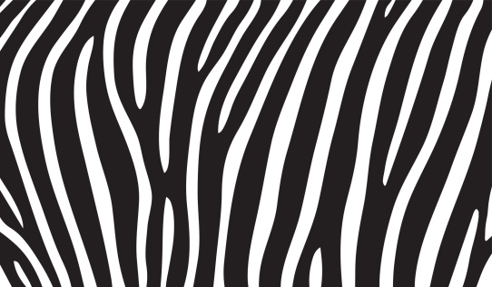 zebra pattern vector illustration