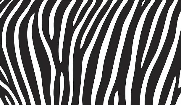 Vector illustration of zebra stripes