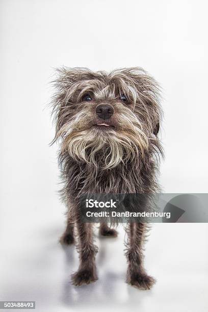 Funny Yorkie Stock Photo - Download Image Now - Dog, Ugliness, Close-up