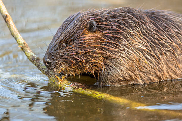 eurasiatische beaver beißen auf einem ast - eurasian ethnicity stock-fotos und bilder