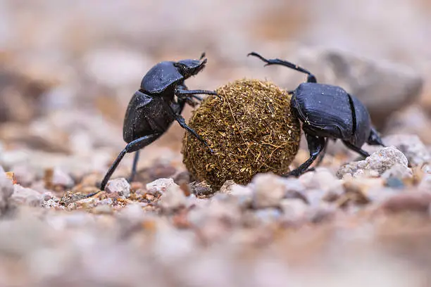 Two dung beetles making an  effort to roll a ball through gravel