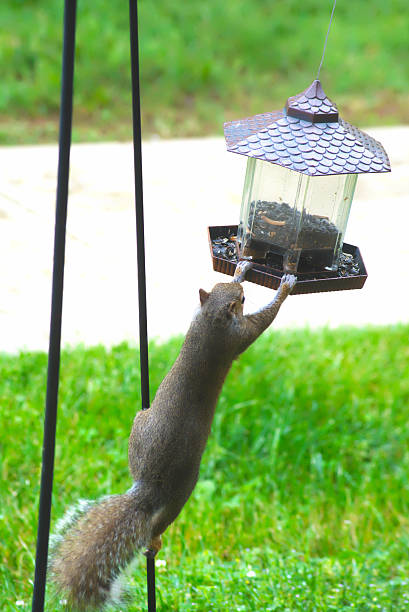 istock Gray Squirrel with paws holding a birdfeeder. 503489788